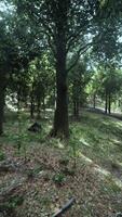 A scenic road surrounded by a beautiful forest video