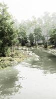 A river running through a forest filled with lots of trees video