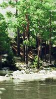 A river running through a forest filled with lots of trees video