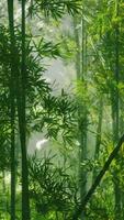 A serene bamboo forest in China, shrouded in a mystical fog video