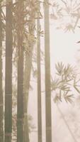 A serene bamboo grove engulfed in mystical fog video