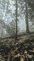 A foggy forest filled with lots of trees video