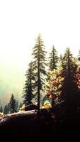 A dense pine forest with towering trees reaching for the sky video