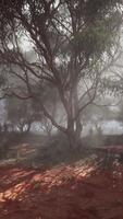 A mysterious and enchanting foggy forest with dense tree coverage video