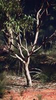 A solitary tree standing in an open field video