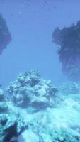 An underwater view of a coral reef in the ocean video