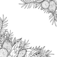 Monochrome pitahaya dragon fruit and tropical leaves graphic square frame with copy space for text. Fruit slices, plants etching drawing. Food ingredient for menu decor, cooking book vector