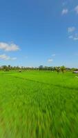 dinâmico fpv voar sobre lindo verde arroz Campos dentro Bali, Indonésia. video