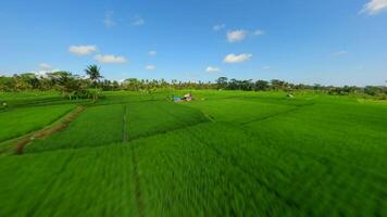 Dynamic FPV Flight Over Beautiful Green Rice Fields In Bali, Indonesia. video