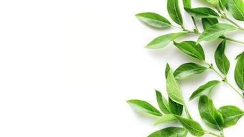 Green leaves on white background photo