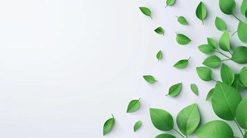 Green leaves on white background photo