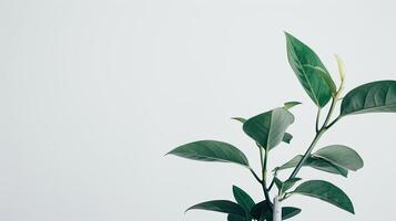 A plant with green leaves is sitting in a vase photo