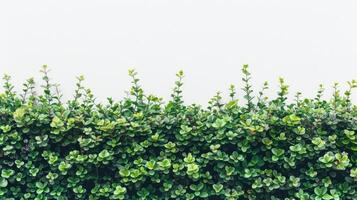 Green hedge with white background photo
