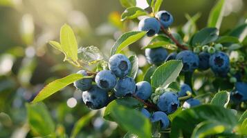 Blueberries are growing on a tree in the sun photo