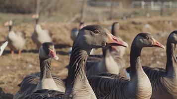 A flock of geese standing in a field photo