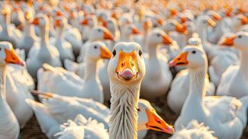 A flock of white ducks photo