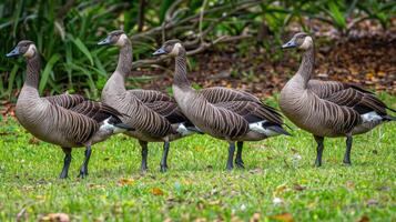 Four geese standing in a row on the grass photo