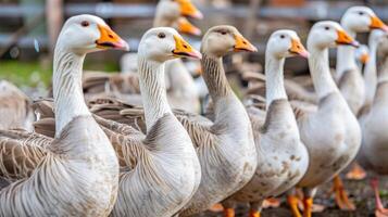 A group of geese standing in a field photo
