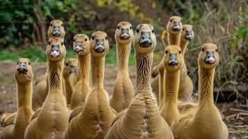 A group of ducks standing together photo