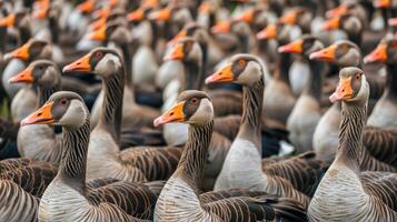 A flock of geese standing together photo