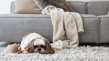 A dog laying on a rug in front of a couch photo