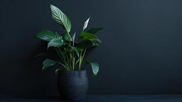 A plant in a black vase on a dark background photo