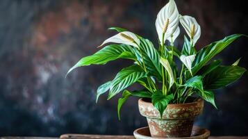 Peace lily plant in a pot on a wooden table photo