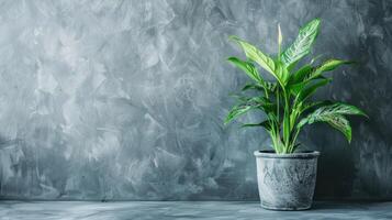 A potted plant in front of a gray wall photo