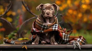 A dog sitting on a bench with a blanket photo