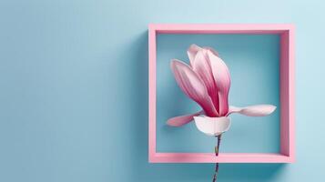 A pink flower in a pink frame on a blue background photo