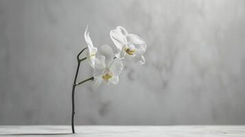 White orchid on a wooden table photo