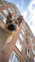 A dog looks out from behind a building photo