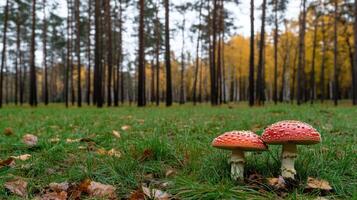 Two red mushrooms in the middle of a forest photo
