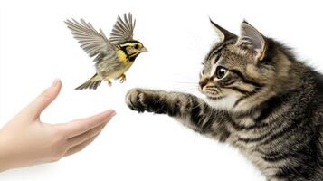A cat and a bird are being fed by a hand photo