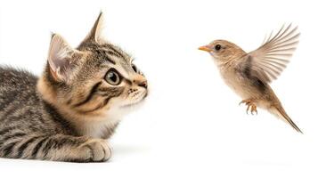 A cat and a bird are looking at each other photo