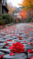 A red rose laying on the cobblestone street photo