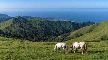 Two horses graze on a hillside overlooking the ocean photo