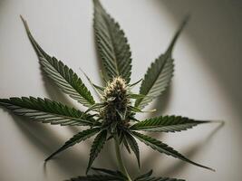 Take a deep dive into the cannabis industry with this fascinating. photo