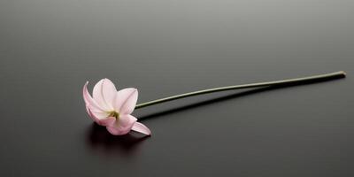 A single pink flower on a black background. photo