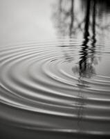 Black and white photograph of a tree in the water photo