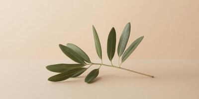 Olive branch with green leaves on a beige background featuring ample copy space. photo