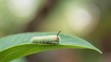 Colorful inchworm moth caterpillar on green leaf with blurred background in a natural habitat setting. photo