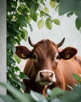 A cow is standing in front of some bushes photo