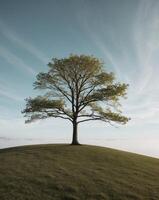Tree on a hill with fog in the background photo