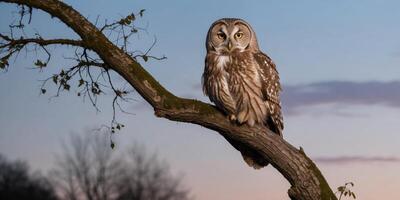 Wise owl perched on tree branch at twilight photo