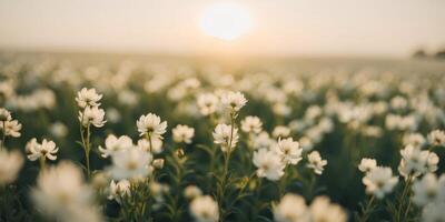 White flowers in a field at sunset photo