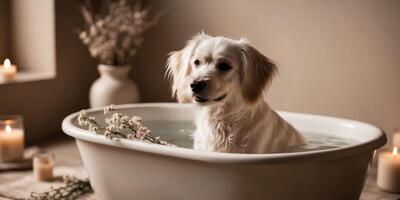 A dog is sitting in a bathtub with candles photo