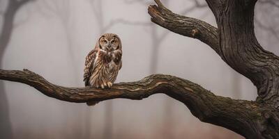 Owl on a tree branch in the fog photo