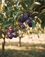 A bunch of plums hanging on a tree photo