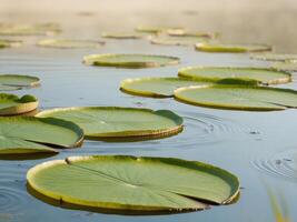 Fresh Green Lily Pads Floating on Calm Water Surface in Nature photo